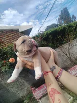 Comprar Pitbull American Bully Pokets Con Pedigree
