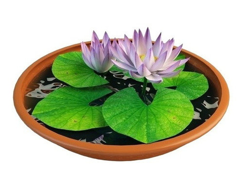 10 Semente Flor Lotus Nelumbo Nucifera Aquatica Frete Rápido