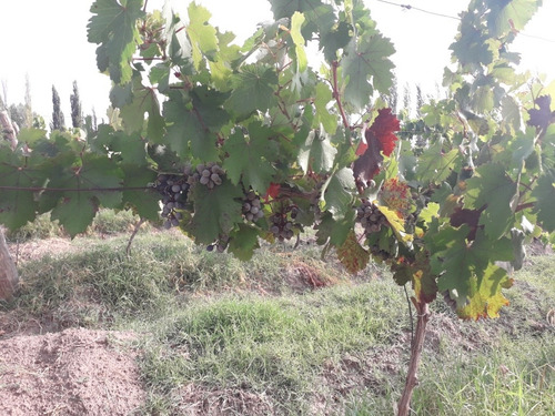 Imagen 6 de 6 de Unica Oportunidad!excelente Finca De 31 Has,s.r.l Y Marca Registrada En Productos Alimenticios