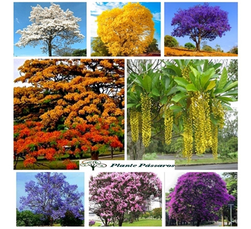 Imagem 1 de 10 de Kit 300 Sementes Nativas E Exóticas De Árvores Floríferas