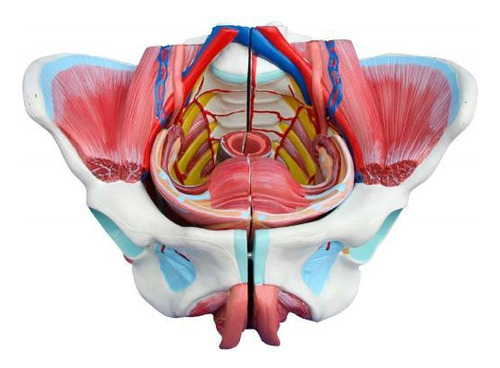 Pelve Feminina Com Esqueleto, Músculos E Órgãos 4 Partes 4D-Anatomy