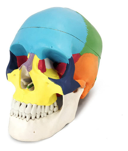 Modelo De Cráneo Humano Pintado, Réplica Tamaño Natural Anat