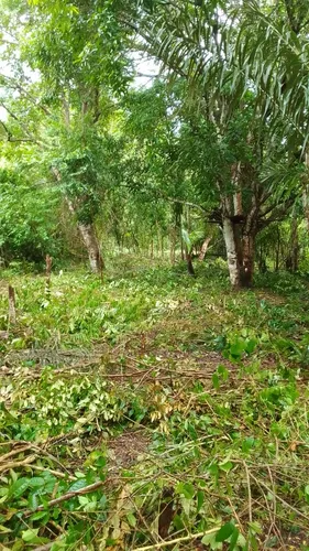 Vendo Lotes De Terreno Em Cotijuba Belém Pará