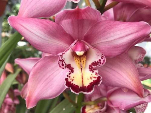 Imagen 5 de 10 de Orquideas Cymbidium 3 Plantas Jovenes, Envio Gratis