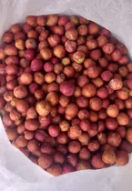 Comprar 300 Semillas De Eugenia Cerca Viva Frescas Para Germinar