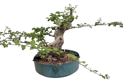 Pre Bonsai Gmelina
