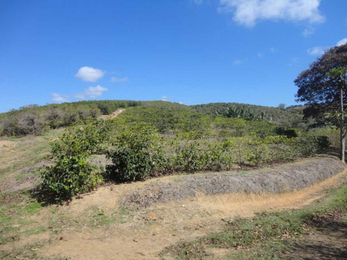 Imagem 23 de 30 de Fazenda De Café Em Monte Sião-mg - 7676