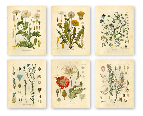 Ink Inc Botanical Prints Wildflower Prints Floral Wall Art -