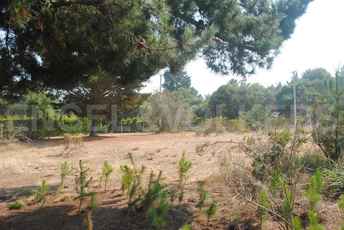 Terreno En Algarrobo