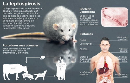 Jaula Trampa Para Ratas Ratones Pericotes Calidad Y Garantía