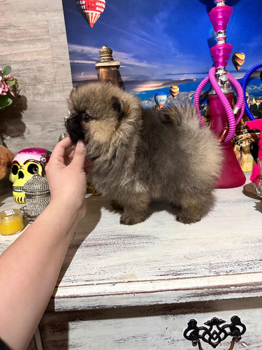 Macho Pomerania Cara Oso Inscrito Ruso Listo Entrega En Stgo