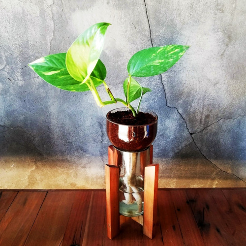 Imagen 3 de 6 de Scindapsus Little Plant 24 Con Soporte The Little Yisus