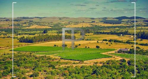 Imagen 5 de 6 de Campo En Venta Pueblo Edén 5 Hectáreas