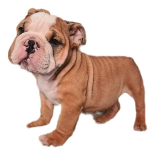 Imagen 4 de 10 de Bulldog Inglés Hembra / Cachorra De 3 Meses