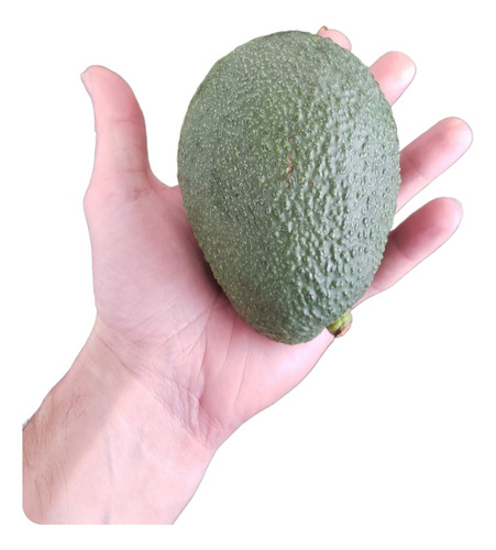 Palta Hass   Chilena  Extra.     Todos. Los. Calibres