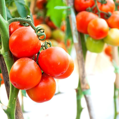 Fertilizante Para Huertos Y Jardín. Nitrógeno- Nitro 45 100g