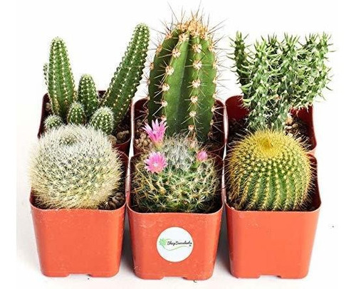 Colección Cactus Frescos De 20 Plantas Suculentas