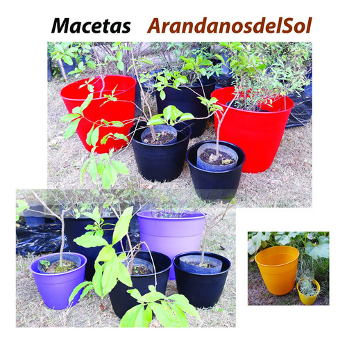 Plantasquecuran 1 Cúrcuma