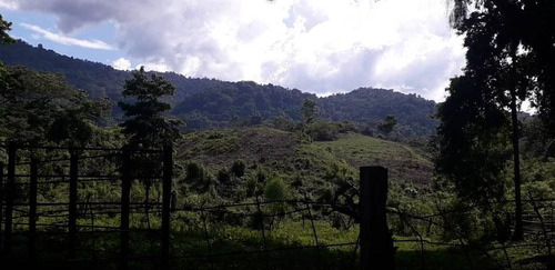 Imagen 16 de 18 de Hermosa Finca De 170has, En Yaracuy, Emss Vende