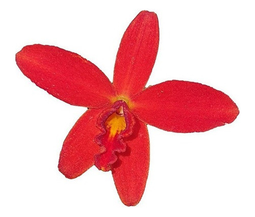 Orquidea Sc.celma Paiva. Mini Cattleya Lindíssima E Delicada