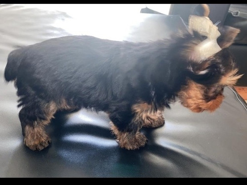 Yorkshire Terrier Tea Cup Maracaibo-zulia
