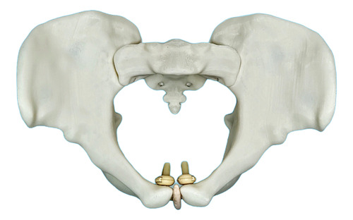 Pelvis Femenina Articulada - Ginecología Y Obstetricia