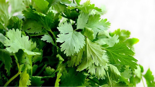 Semillas Cilantro Cultivo Hogar Huerta Casa