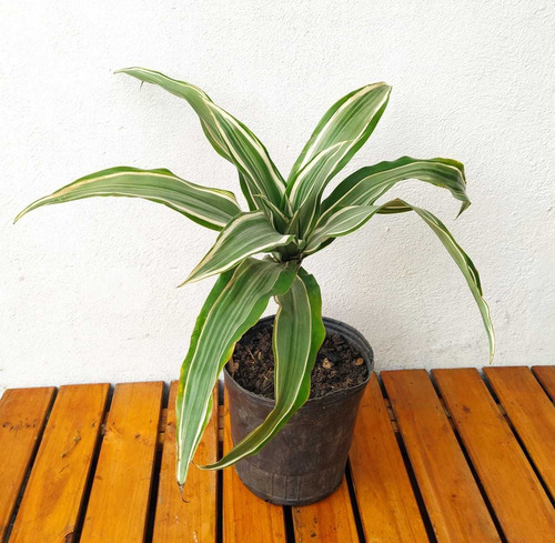 Dracaena Demerensis Planta De Sombra O Interior Quilmes