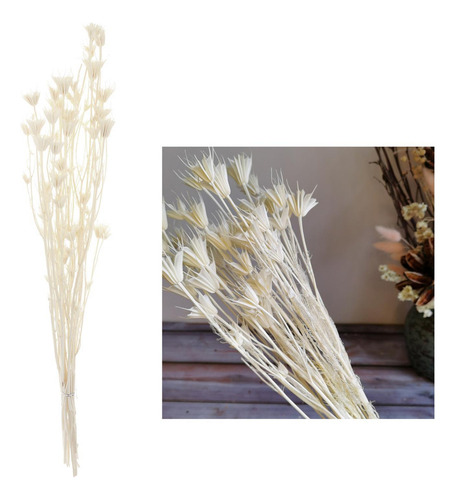 Ramo De Flores De Anisa De Estrellas Secas Naturales Centros