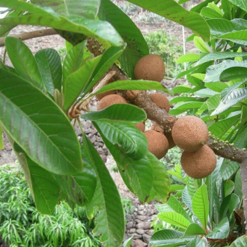 Arbol De Mamey Injerto, Pregunte Costo De Envio