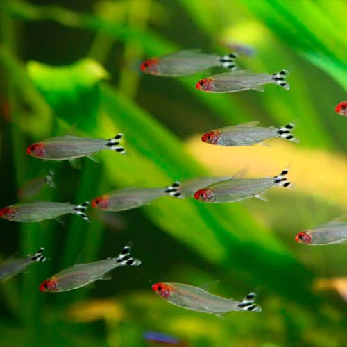 Tetra Borrachito Peces Acuario