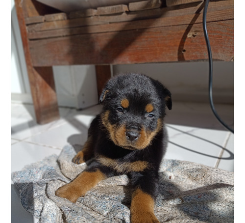 Rottweiler Cachorros Aleman Xxxl