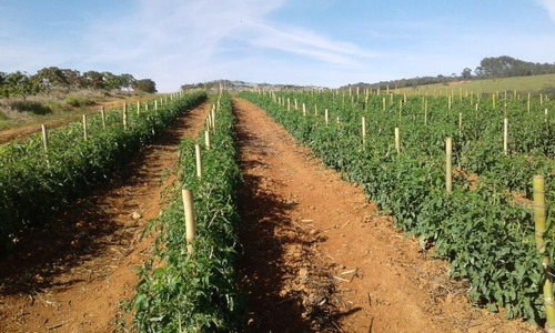 Tomate Rasteiro Rio Grande 3gr = 1.000 Sementes Aproximado