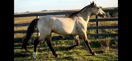 Padrillo Criollo Pedigrí Sangre De La Constancia