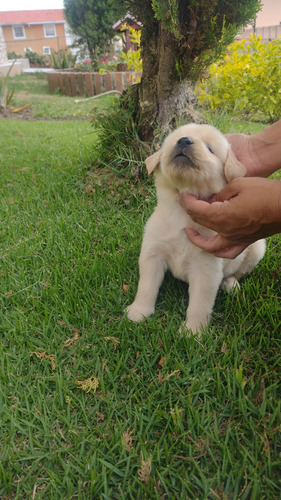 Golden Retriever Puros  Genética Perfecta 322y Adn6928855