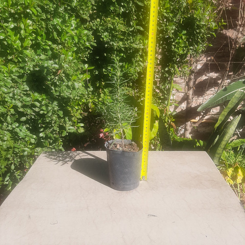 Imagen 3 de 6 de Romero Planta Aromatica Raices Arcoiris Moron Caba