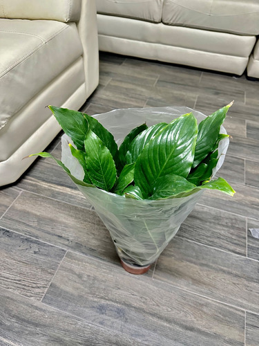 Cono 6 Pulgadas Proteger Y Transportar Plantas 6x40p100pz