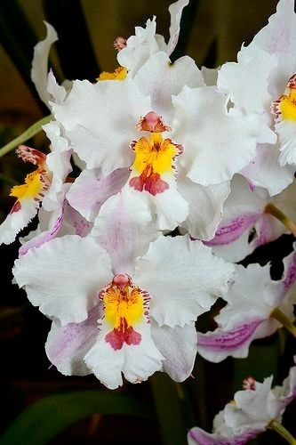 Planta Orquídea Oncidium Nobile, Nueva Variedad