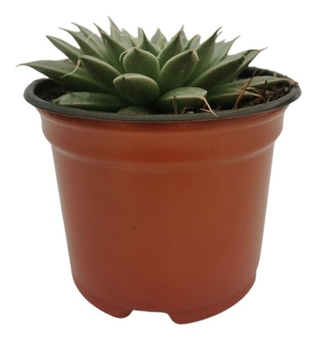 Graptoveria Silver Star Set 3 Pzas