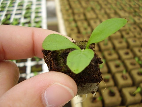 25 Cubos De Espuma Fenólica Hidroponia Germinacion Semillas