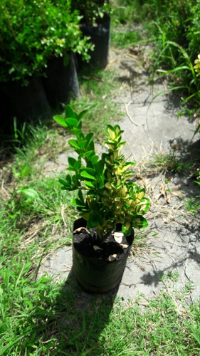 Evonimo Maculata Alba Planta Exterior