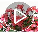 Paquete De 8 Tallos De Flores Artificiales Ramas De Buganvil