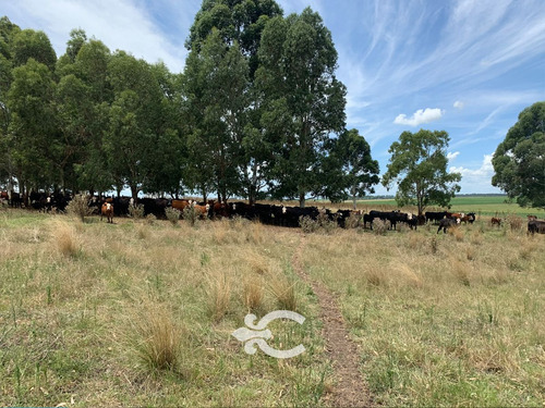 Campo En Rocha Ref. 8618 (ref: Cbr-901)