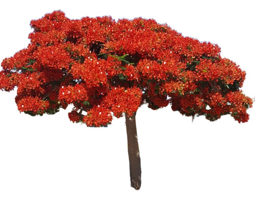 Arbol Del Fuego Franboyan Pregunte Costo De Envio