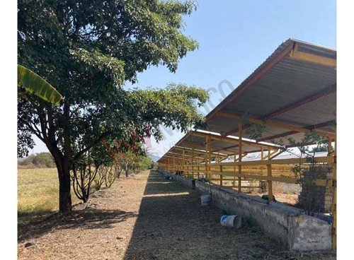 Venta De Increíble Rancho Al Mejor Precio En Tetecala, Morelos,ideal Para Inversionistas Y Ganad...