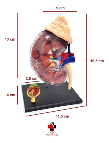 Modelo Do Corpo Humano - Rim / Sistema Renal - 4d Mastermed