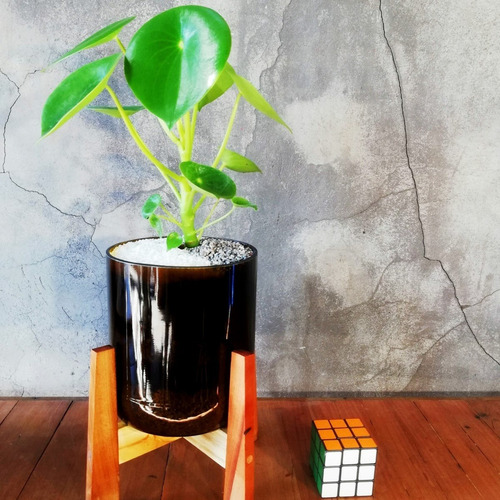 Planta Interior Cuchara Little Terrario 16 Con Soporte