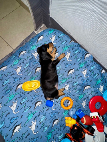Cachorro Salchicha Dachshund Mini Negro C/marrón Claro Vac Negro Con Marrón Claro Macho