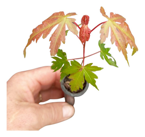 Mudas De Acer Rubrum. Kit Com 3 Mudas