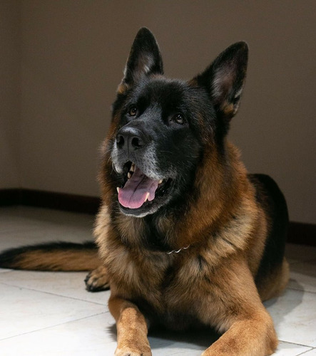 Cachorros Ovejero Aleman